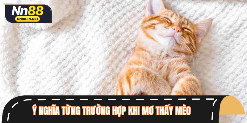 Khám phá ý nghĩa từng trường hợp khi mơ thấy mèo