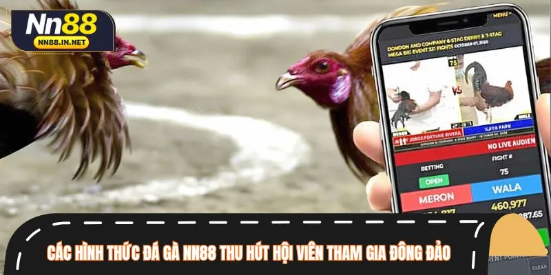 Thành viên thoải mái thử sức với nhiều kèo đá gà NN88 khác nhau