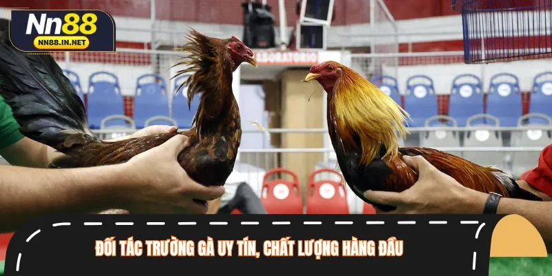 Trận đá gà NN88 đều được trực tiếp từ các trường đấu danh tiếng